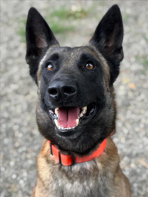 KODAK, an adoptable Belgian Shepherd Malinois in Woodland, CA