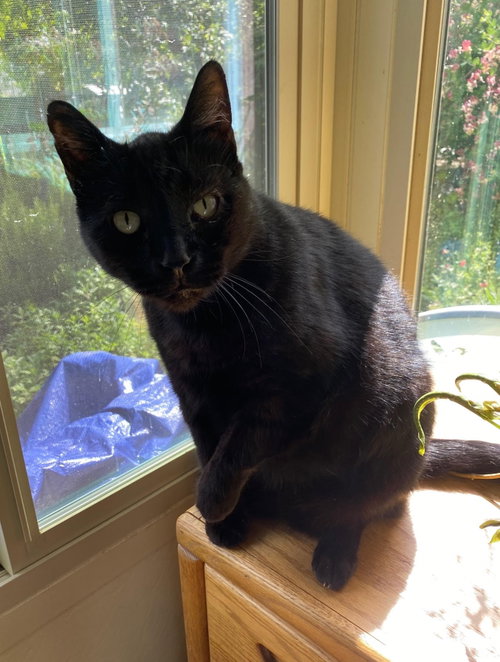 Luke, Adult Domestic Short Hair (short coat), cat for adoption in Woodland, California