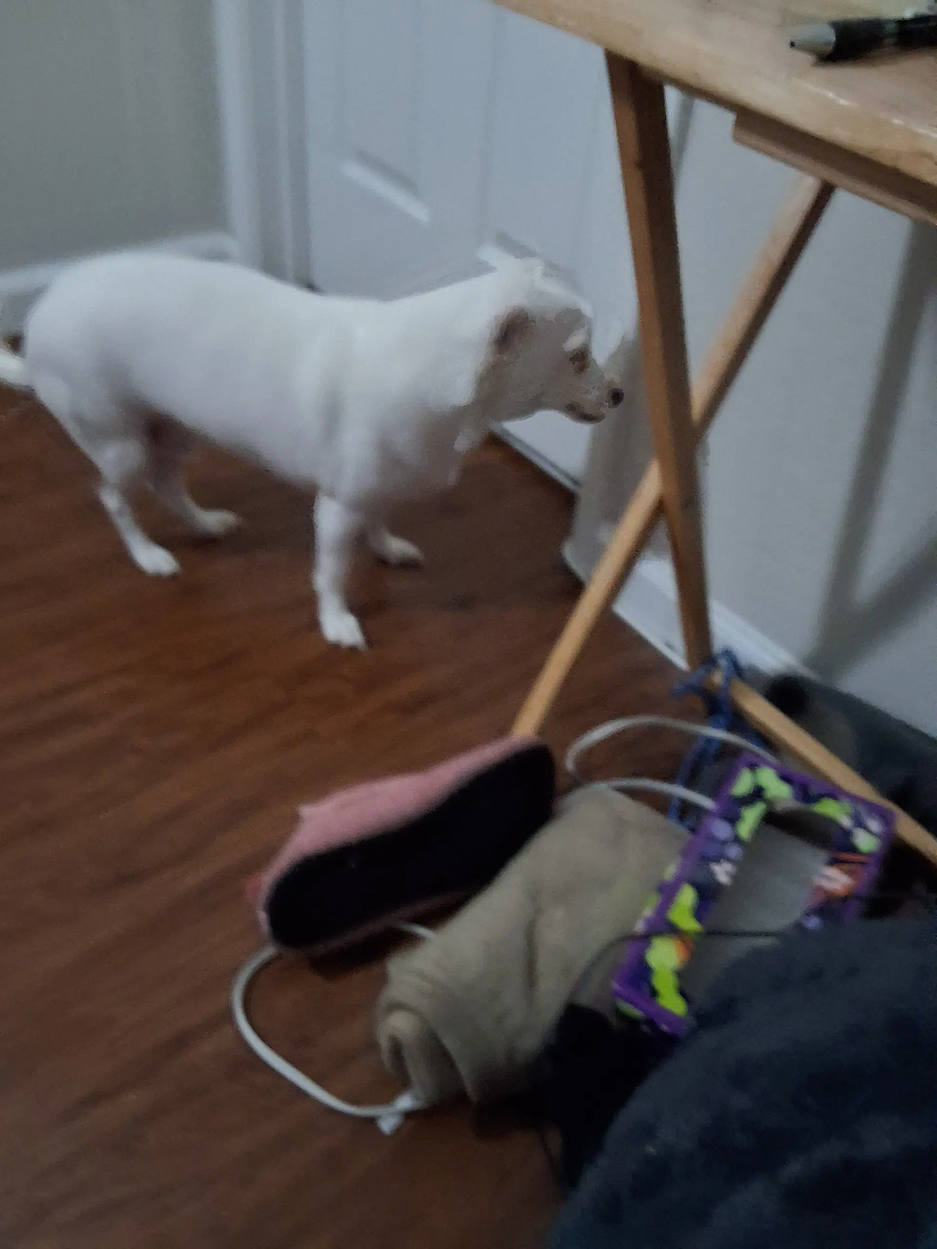 Chance - Chihuahua