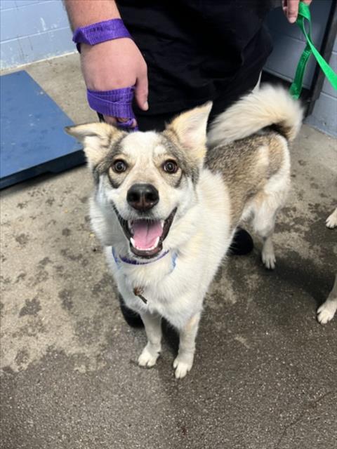 RUGER, an adoptable Australian Cattle Dog in Woodland, CA