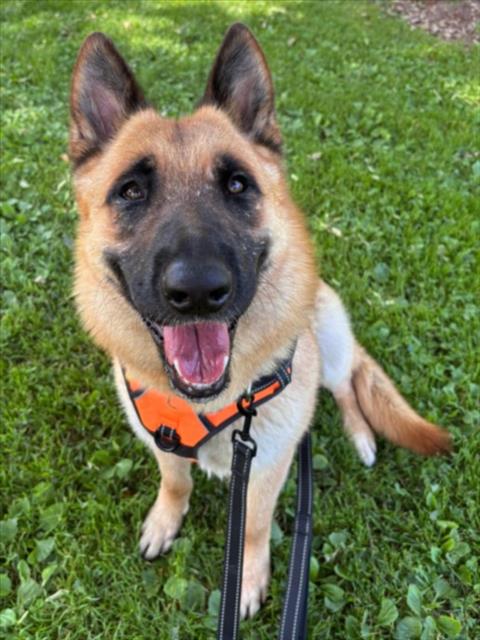 *CLEMENTINE, an adoptable German Shepherd Dog in Woodland, CA