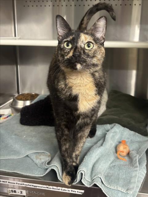 SUNDAE, Adult Domestic Short Hair (medium coat), cat for adoption in Woodland, California