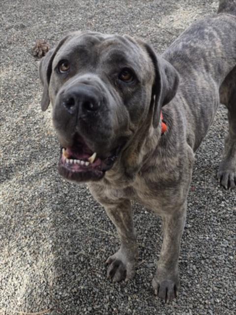 *BINGO, an adoptable Cane Corso Mastiff in Woodland, CA