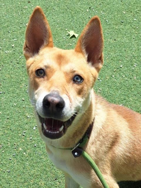 ICE CREAM SUNDAE, an adoptable Australian Cattle Dog in Woodland, CA