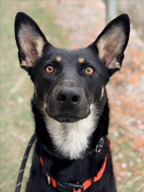*CLOVER, an adoptable Australian Kelpie in Woodland, CA