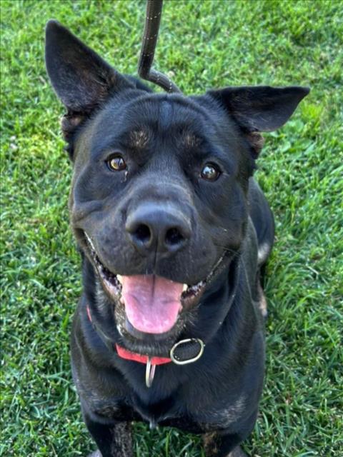 BIGGIE, an adoptable Pit Bull Terrier in Woodland, CA