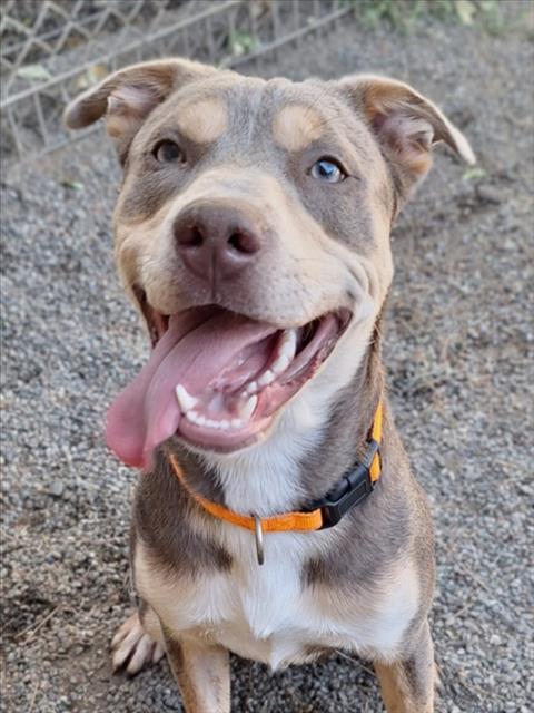 *MURPHY, an adoptable Pit Bull Terrier in Woodland, CA