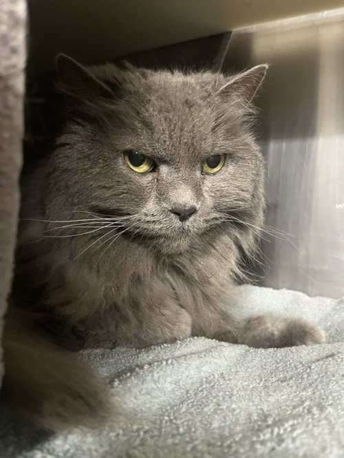 SADIE, Senior Persian / Mixed (medium coat), cat for adoption in Woodland, California