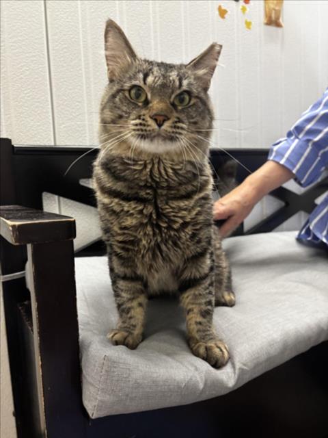 *GUZ GUZ, an adoptable Domestic Medium Hair in Woodland, CA