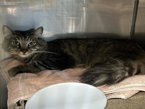 BINX, an adoptable Domestic Short Hair in Woodland, CA