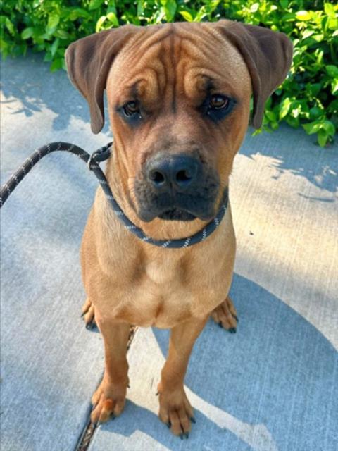 *MANNY, an adoptable Boxer in Woodland, CA