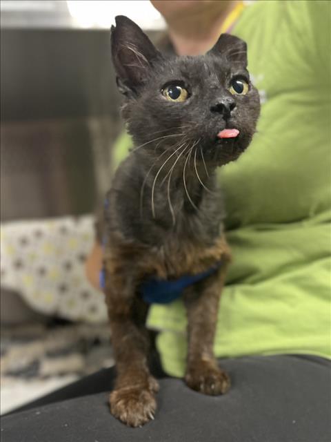 *LICORICE, an adoptable Domestic Short Hair in Woodland, CA