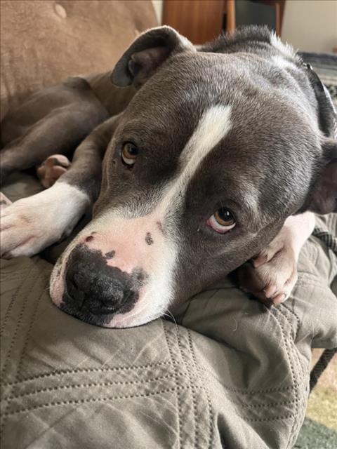 *ELENA, an adoptable Pit Bull Terrier in Woodland, CA