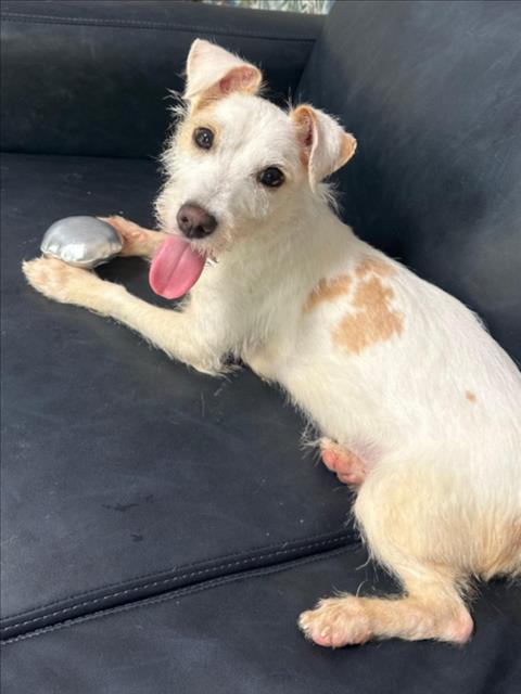 *LEMON, an adoptable Rat Terrier in Woodland, CA