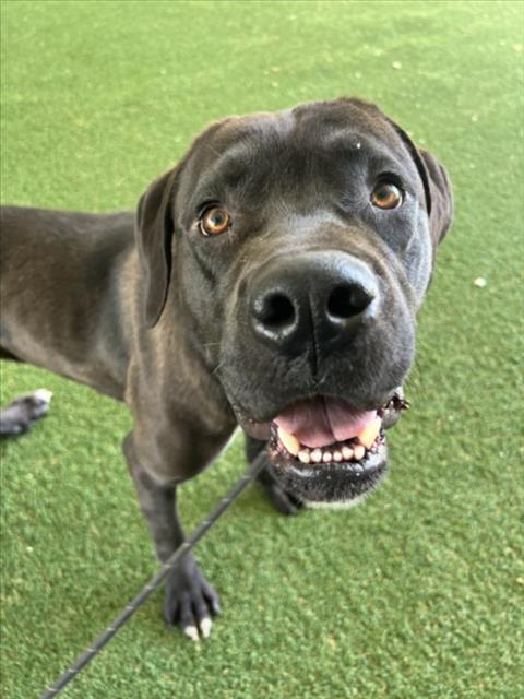 *JOURNEY, an adoptable Cane Corso Mastiff in Woodland, CA