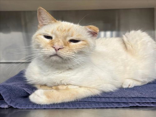 HONEY, Senior Domestic Short Hair (medium coat), cat for adoption in Woodland, California