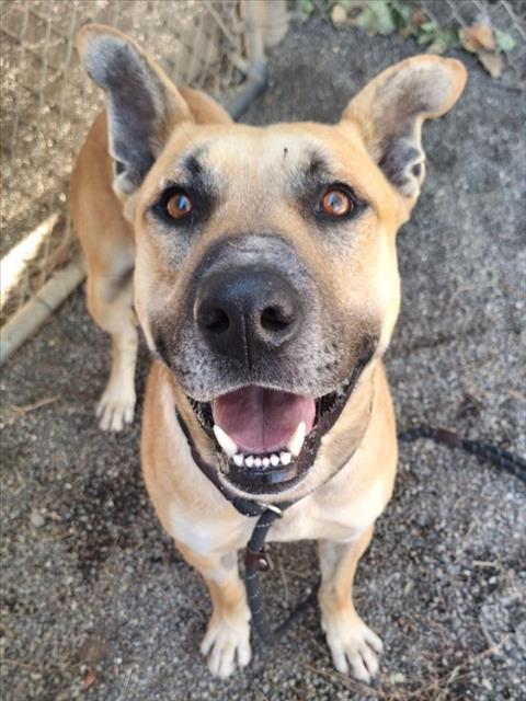 *DEF LEOPARD, an adoptable German Shepherd Dog in Woodland, CA