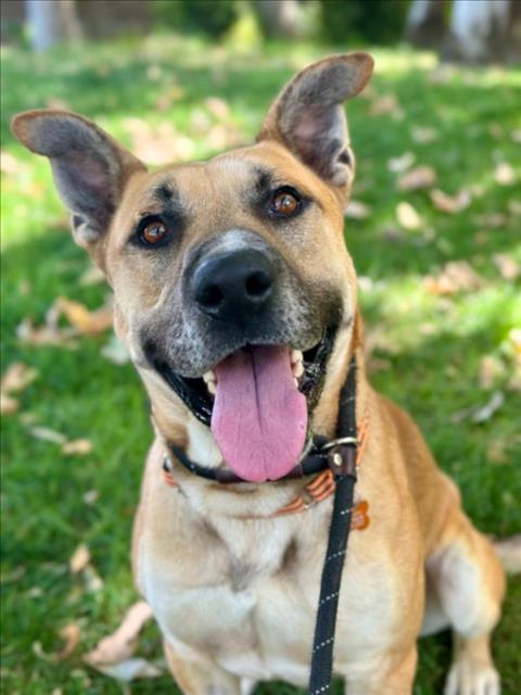 *DEF LEPPARD, an adoptable German Shepherd Dog in Woodland, CA