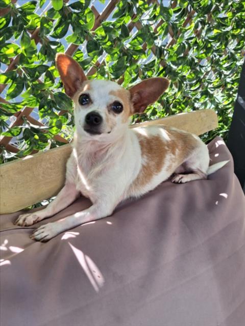 *MADONNA, an adoptable Chihuahua in Woodland, CA