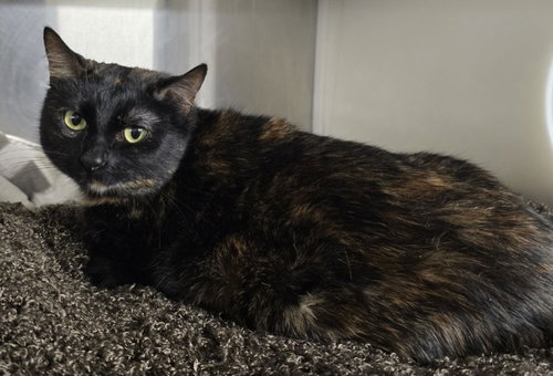 MARIA, an adoptable Domestic Short Hair in Woodland, CA