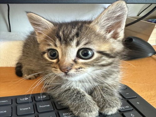 *RALPH, an adoptable Domestic Short Hair in Woodland, CA
