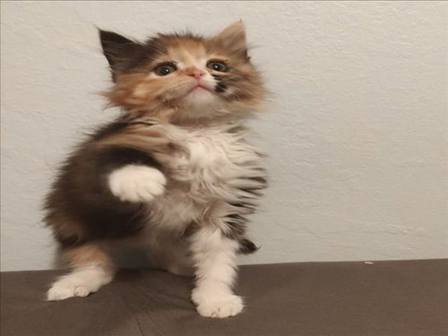 *DANDELION, an adoptable Domestic Medium Hair in Woodland, CA