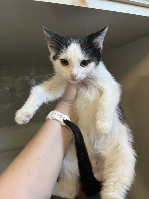 A226466, an adoptable Domestic Short Hair in Woodland, CA