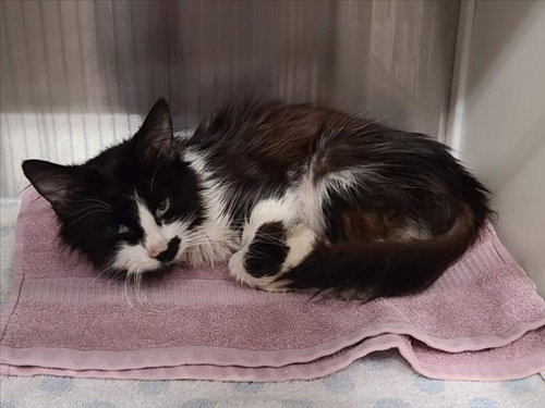 *MADDIE, Senior Domestic Medium Hair (medium coat), cat for adoption in Woodland, California