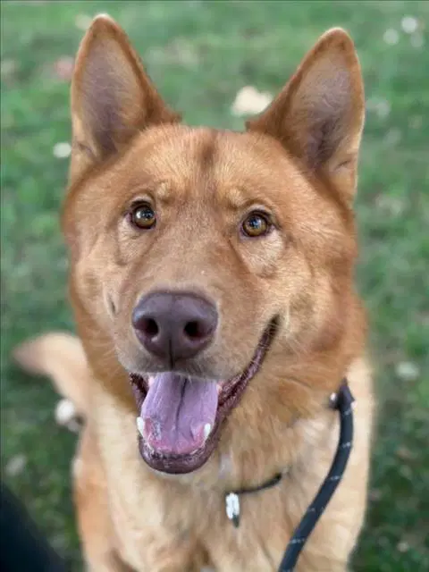 Oso - German Shepherd Dog