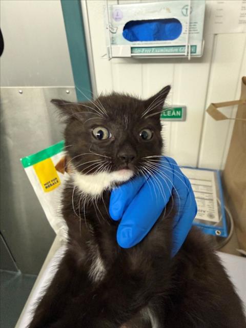 *PLAID, Baby Domestic Short Hair (medium coat), cat for adoption in Woodland, California