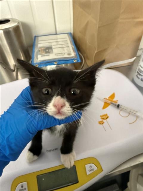 *DOTTY, Baby Domestic Short Hair (medium coat), cat for adoption in Woodland, California
