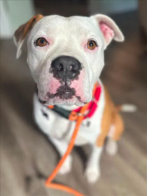 Gunner - Pit Bull Terrier