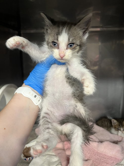 *SWEET PEA, Baby Domestic Short Hair (medium coat), cat for adoption in Woodland, California