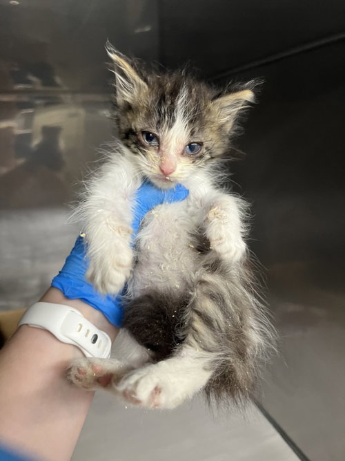 *MARGO, Baby Domestic Long Hair (medium coat), cat for adoption in Woodland, California