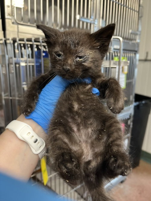 *MIDNIGHT, Baby Domestic Short Hair (medium coat), cat for adoption in Woodland, California