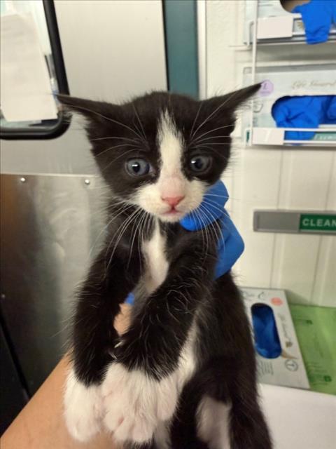 *ALLIE, Baby Domestic Short Hair (medium coat), cat for adoption in Woodland, California