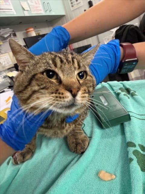 *TOPAZ, Adult Domestic Short Hair (medium coat), cat for adoption in Woodland, California