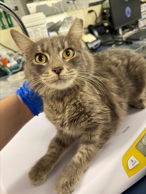 *PRECIOUS, Adult Domestic Medium Hair (medium coat), cat for adoption in Woodland, California