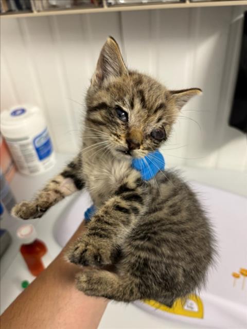 *BENITO, Baby Domestic Medium Hair (medium coat), cat for adoption in Woodland, California