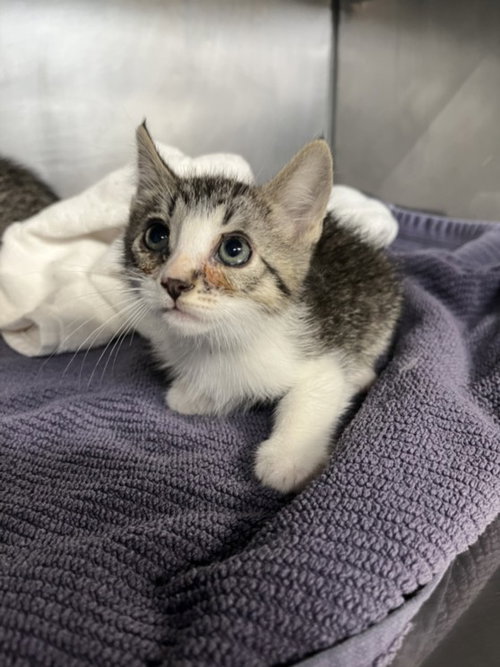 *ASPEN, Baby Domestic Short Hair (medium coat), cat for adoption in Woodland, California