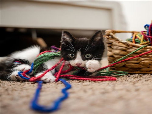*ASBESTOS, Baby Domestic Short Hair (medium coat), cat for adoption in Woodland, California