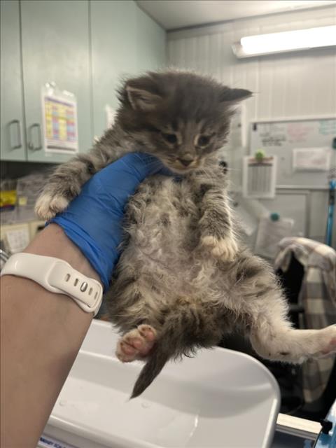 *LINT, Baby Domestic Long Hair (medium coat), cat for adoption in Woodland, California