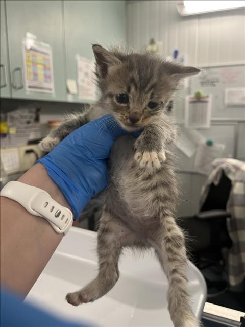 *BUNNY, Baby Domestic Short Hair (medium coat), cat for adoption in Woodland, California