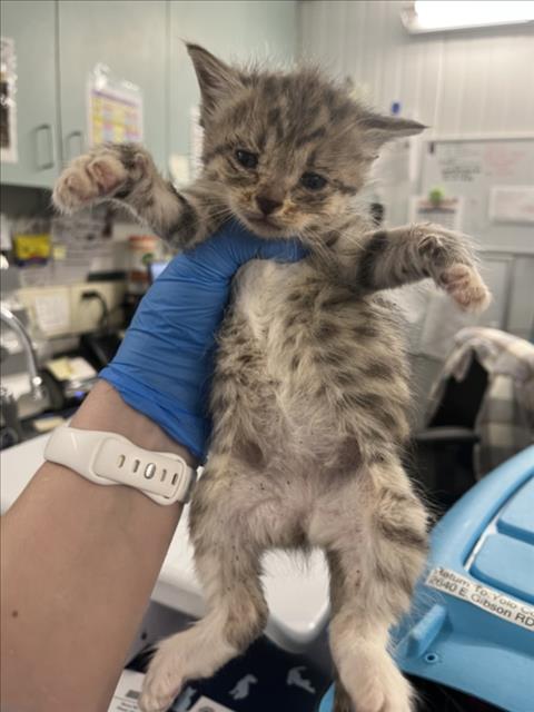 *CLEO, Baby Domestic Short Hair (medium coat), cat for adoption in Woodland, California