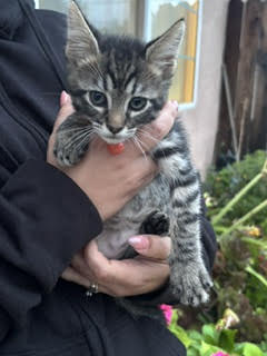 *OSCAR, Baby Domestic Short Hair (medium coat), cat for adoption in Woodland, California