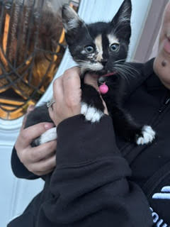 *PETUNIA ANGEL, Baby Domestic Short Hair (medium coat), cat for adoption in Woodland, California