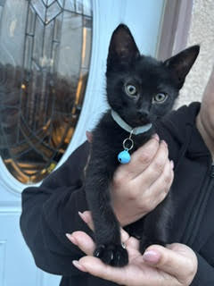 *PANTHER, Baby Domestic Short Hair (medium coat), cat for adoption in Woodland, California