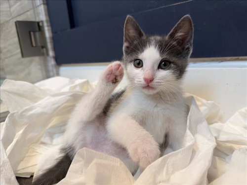 *FRIZZY, Baby Domestic Short Hair (medium coat), cat for adoption in Woodland, California