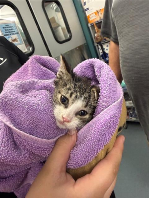 A226460, Baby Domestic Short Hair (medium coat), cat for adoption in Woodland, California