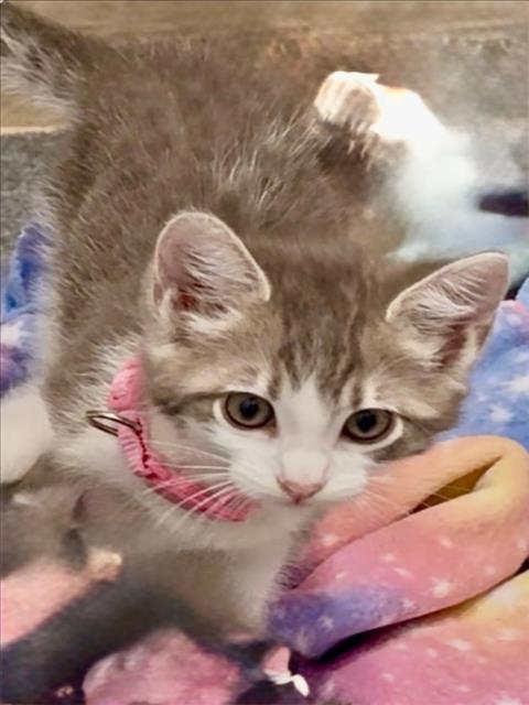 *SALLY, Baby Domestic Short Hair (medium coat), cat for adoption in Woodland, California